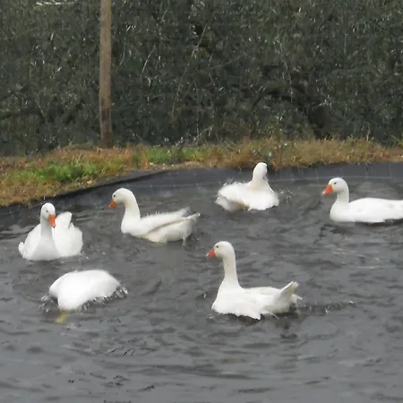ファームステイ Il Poderaccio スカンディッチ