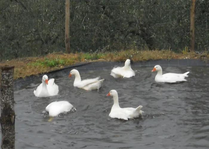 Κατάλυμα σε φάρμα Il Poderaccio Σκαντίτσι